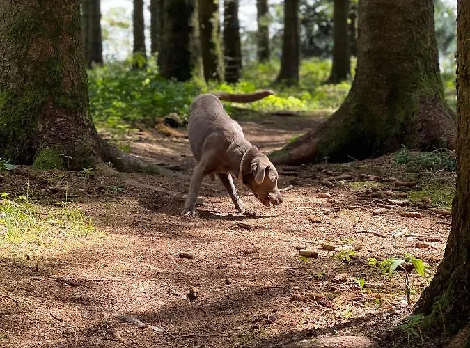 Auszeit Bergliebe Apartamento *